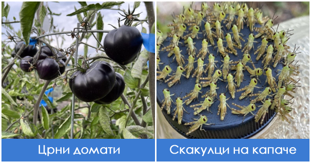 tajni-shto-gi-krijat-gradinite-shirum-svetot-a-ne-mozhete-ni-da-zamislite-shto-se-postoi-01.jpg