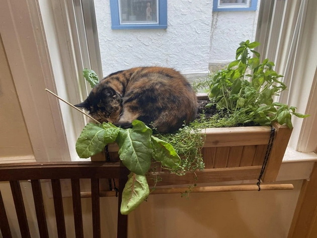 16-fotki-koi-kje-vi-pokazhat-deka-vo-domot-zhivee-machka-dokaz-se-beljite-shto-gi-pravi-13.jpg