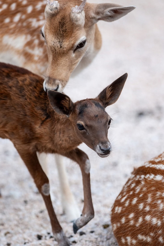 bebe-elen-se-rodi-vo-skopje-zoo-ovaa-preubava-dama-ni-donese-mnogu-radost-02.jpg