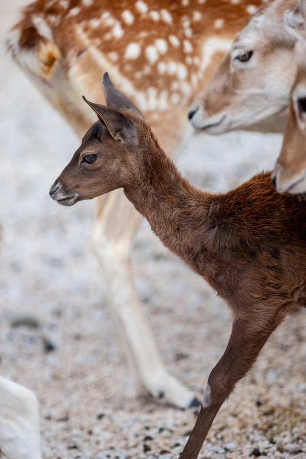 bebe-elen-se-rodi-vo-skopje-zoo-ovaa-preubava-dama-ni-donese-mnogu-radost-03.jpg