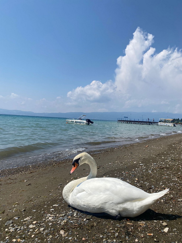 na-odmor-so-magdalena-vo-ohrid-na-tura-so-gliser-vidov-skriena-priroda-kokteli-se-do-500-denari-isto-kolku-vo-komo-15.jpg