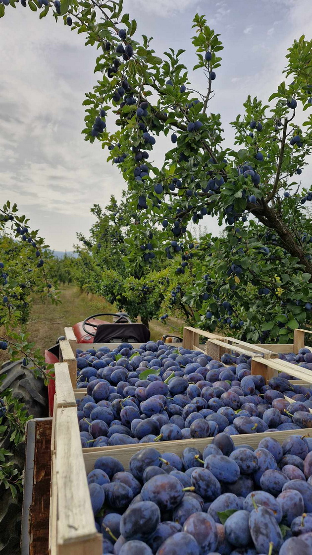 betika-od-resen-od-9-godini-nauchiv-da-vozam-traktor-semejno-bereme-slivi-drvcata-ni-se-kako-deca-04.jpg