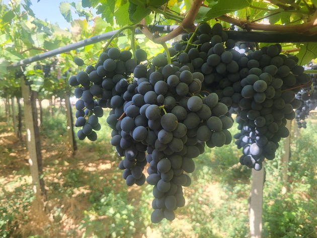 milosh-od-valandovsko-rabotam-vo-uchilishte-no-go-sakam-zemjodelieto-semejno-grozdoberot-ni-e-tradicija-10.jpg