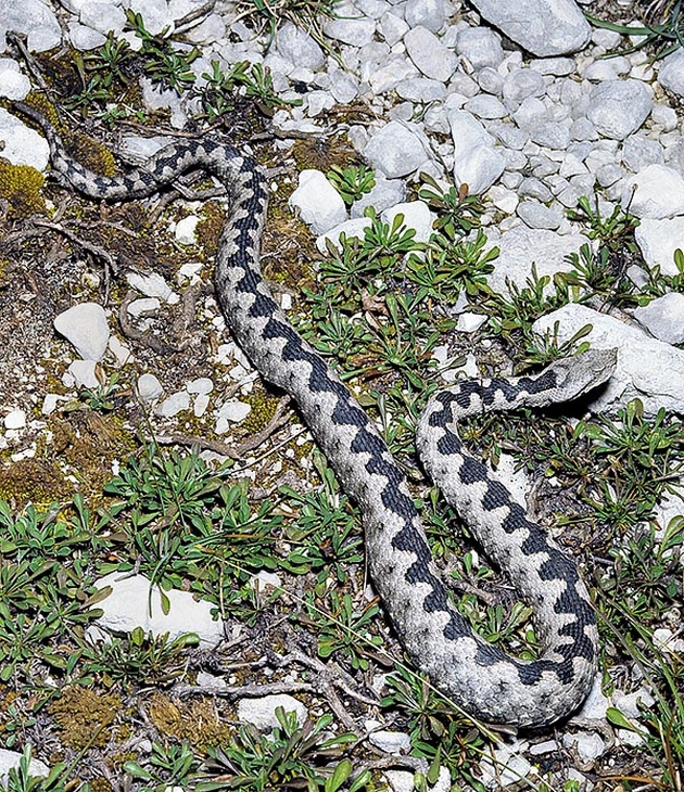 devojche-5-kasnato-od-poskok-vo-hrvatska-rechisi-ja-izgubilo-nogata-shto-da-prvite-ako-ja-vidite-najopasnata-zmija-vo-evropa-02.JPG