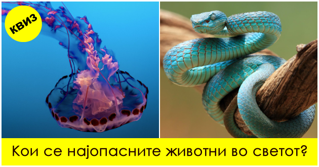 kviz-kolku-znaete-za-najopasnite-zhivotni-i-insekti-vo-svetot-01.jpg
