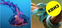 kviz-kolku-znaete-za-najopasnite-zhivotni-i-insekti-vo-svetot-poveke-01.jpg