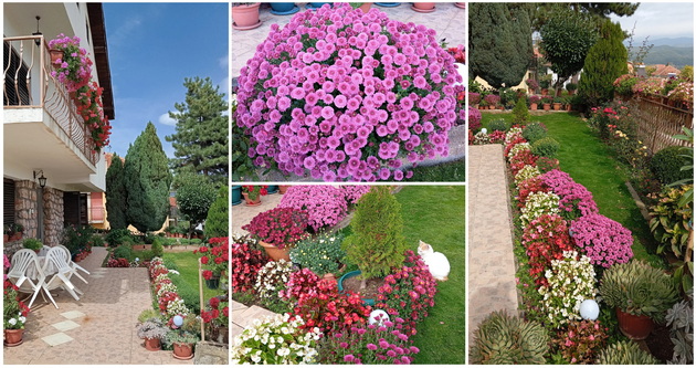dvorcheto-na-ruzhica-vo-resen-kade-caruvaat-hrizantemite-vo-site-boi-foto-01_2.jpg