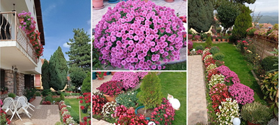 dvorcheto-na-ruzhica-vo-resen-kade-caruvaat-hrizantemite-vo-site-boi-foto-01povekje.jpg