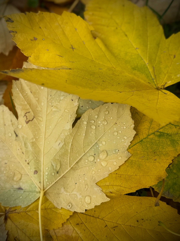 skopje-ubavo-si-ni-i-pokraj-se-esenskata-idila-vo-gradskiot-park-foto-13_2.jpg