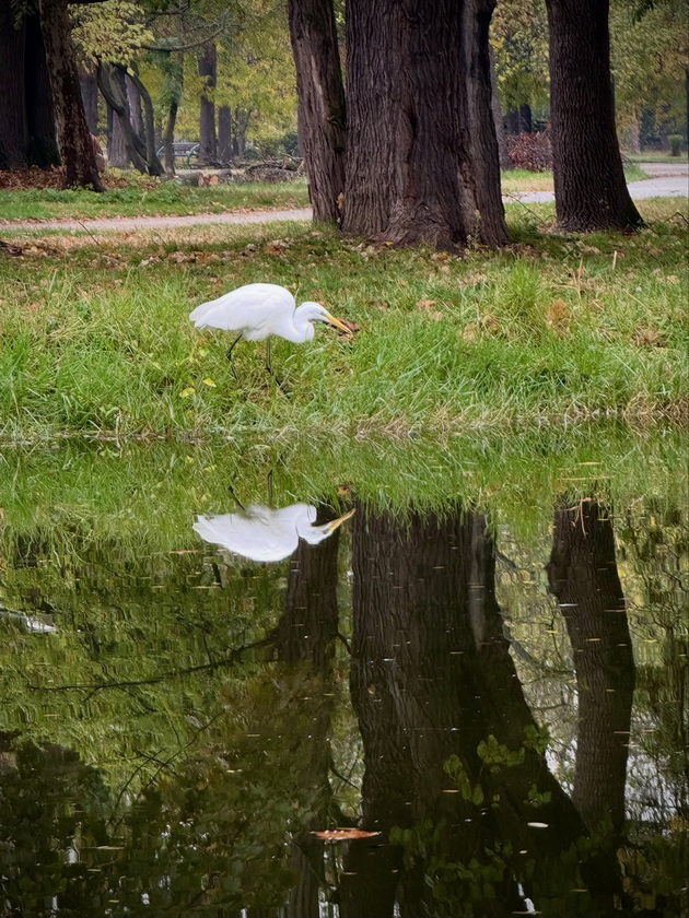 skopje-ubavo-si-ni-i-pokraj-se-esenskata-idila-vo-gradskiot-park-foto-14_2.jpg