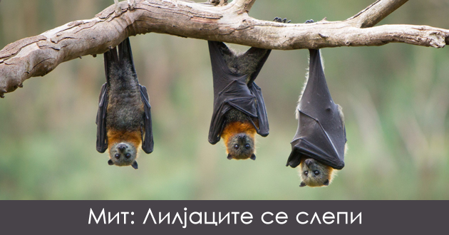 mitovi-za-zhivotnite-koi-sigurno-ste-gi-slushnale-a-ne-se-voopshto-tochni-01.jpg