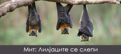 mitovi-za-zhivotnite-koi-sigurno-ste-gi-slushnale-a-ne-se-voopshto-tochni-povekje.jpg