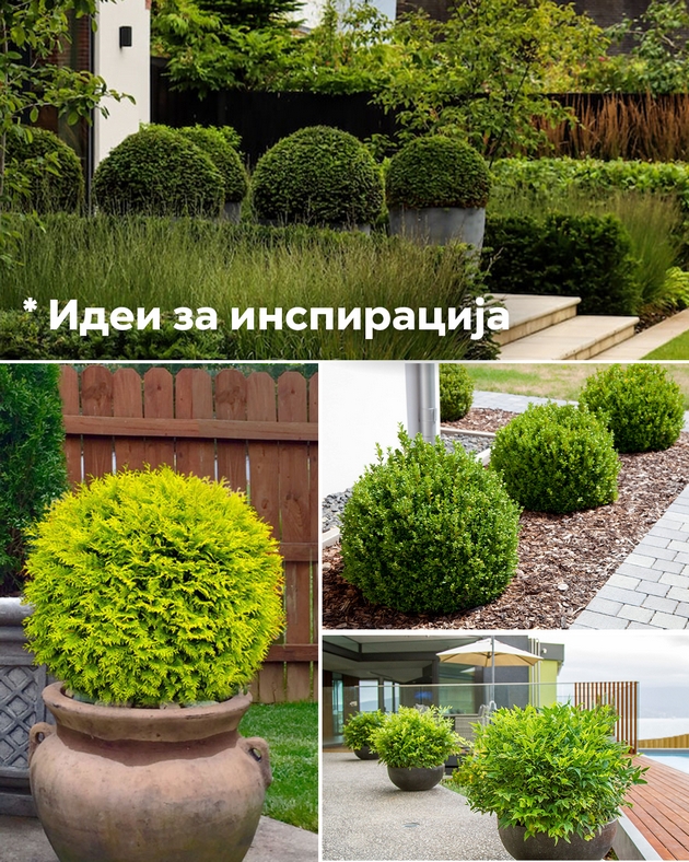 oktomvri-e-kluchniot-mesec-za-sadenje-rastenija-shto-preporachuvaat-ekspertite-03.JPG