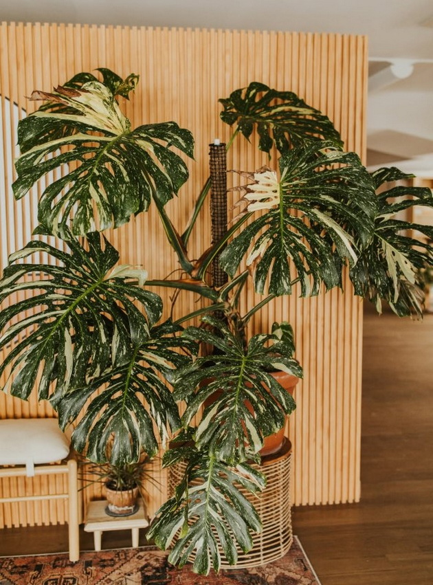 privlekuva-pari-i-srekja-soveti-za-monstera-cvekjeto-shto-kje-vi-go-pretvori-domot-vo-urbana-djungla-02_5.jpg