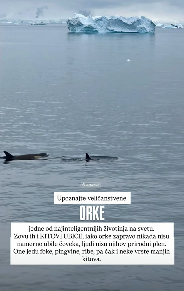 pingvini-foki-srbinka-plache-od-srekja-na-antarktikot-i-skokna-vo-ledeniot-juzhen-okean-foto-video-12.jpg