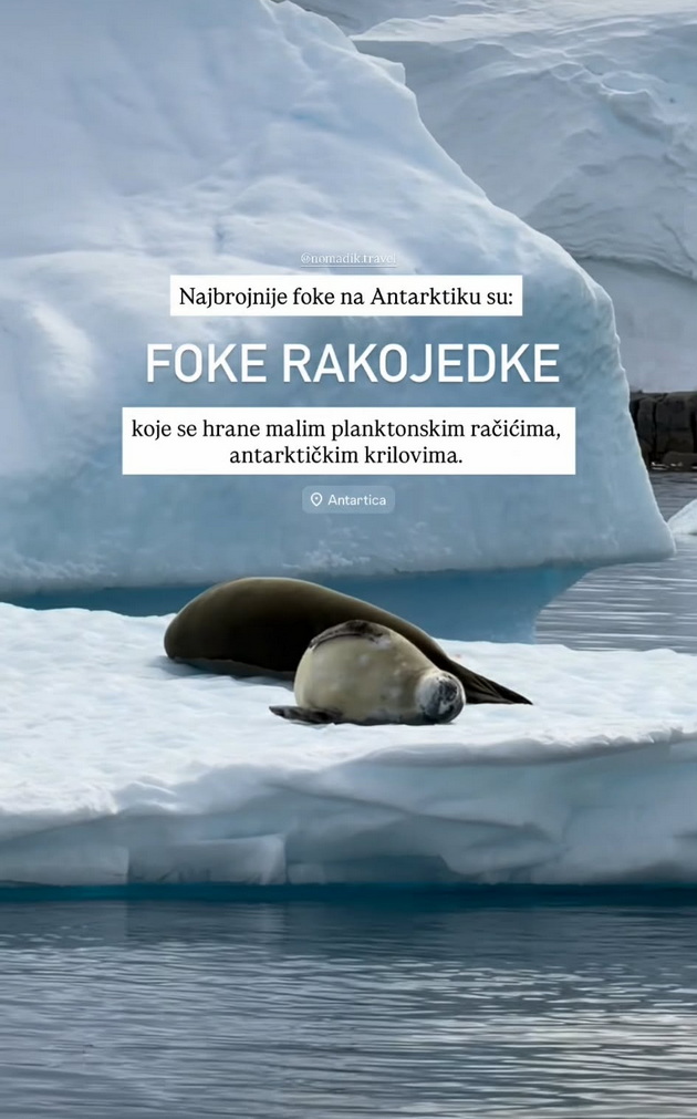 pingvini-foki-srbinka-plache-od-srekja-na-antarktikot-i-skokna-vo-ledeniot-juzhen-okean-foto-video-25.jpg
