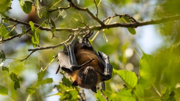 nema-lek-ili-vakcina-se-prenesuva-od-liljaci-shto-znaeme-za-smrtonosniot-virus-nipah-koj-se-pojavi-vo-indija-03.JPG