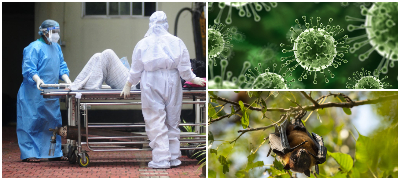 nema-lek-ili-vakcina-se-prenesuva-od-liljaci-shto-znaeme-za-smrtonosniot-virus-nipah-koj-se-pojavi-vo-indija-povekje.jpg