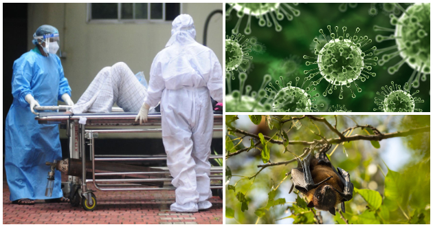 nema-lek-ili-vakcina-se-prenesuva-od-liljaci-shto-znaeme-za-smrtonosniot-virus-nipah-koj-se-pojavi-vo-indija01.jpg