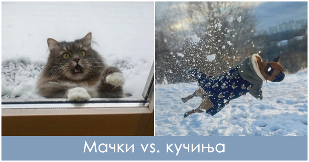 kuchinja-koi-obozhavaat-sneg-i-machki-koi-go-mrazat-kako-nivnoto-odnesuvanje-go-pokazhuva-toa-01.jpg