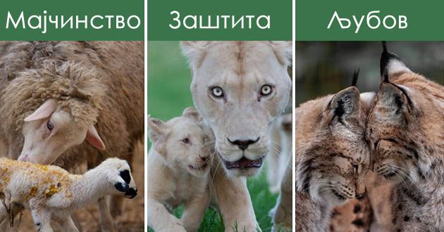10-emotivni-sceni-od-skopje-zoo-topat-srca-niz-objektivot-na-goran-anastasovski-01.jpg