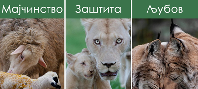 10-emotivni-sceni-od-skopje-zoo-topat-srca-niz-objektivot-na-goran-anastasovski-01povekje.jpg