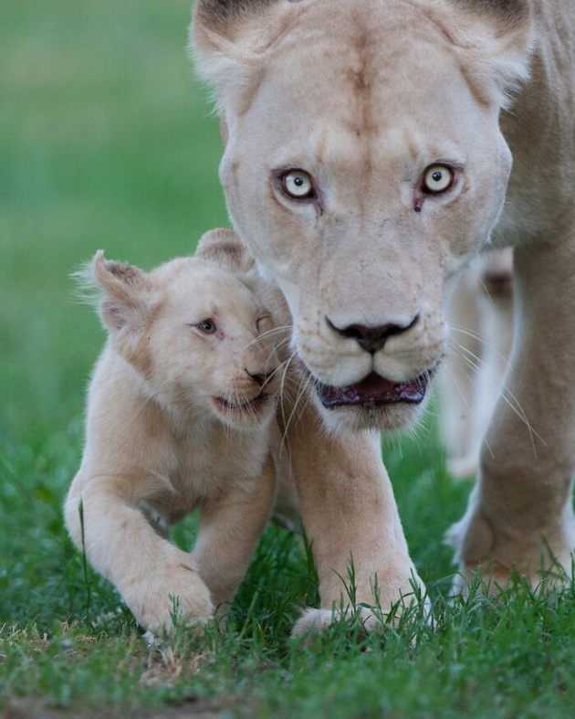 10-emotivni-sceni-od-skopje-zoo-topat-srca-niz-objektivot-na-goran-anastasovski-02.jpg