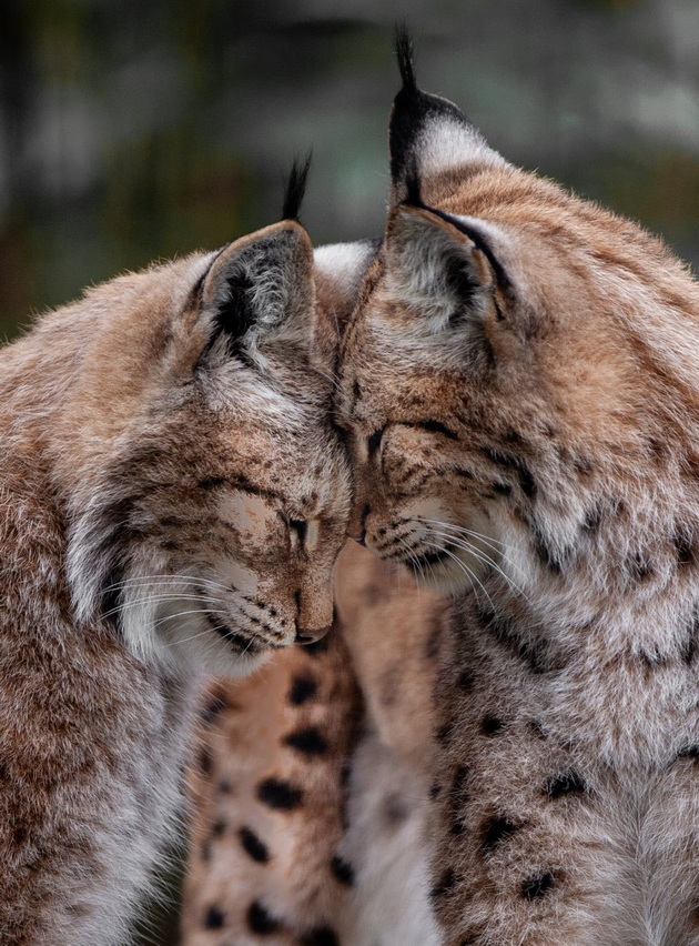 10-emotivni-sceni-od-skopje-zoo-topat-srca-niz-objektivot-na-goran-anastasovski-10.jpg
