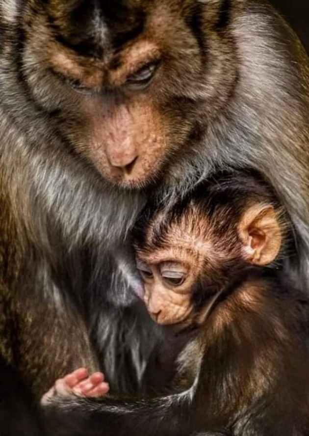 10-emotivni-sceni-od-skopje-zoo-topat-srca-niz-objektivot-na-goran-anastasovski-11.jpg
