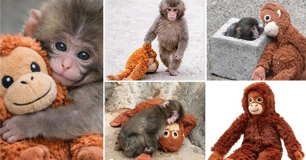 majmuncheto-od-japonija-stana-viralen-hit-so-igrachkata-orangutan-od-ikea-sega-site-takvi-igrachki-se-rasprodadeni-01.jpg