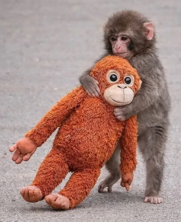majmuncheto-od-japonija-stana-viralen-hit-so-igrachkata-orangutan-od-ikea-sega-site-takvi-igrachki-se-rasprodadeni-03.jpg