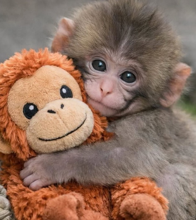 majmuncheto-od-japonija-stana-viralen-hit-so-igrachkata-orangutan-od-ikea-sega-site-takvi-igrachki-se-rasprodadeni-05.jpg