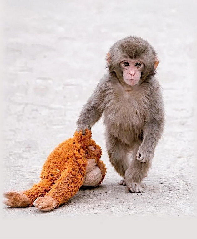 majmuncheto-od-japonija-stana-viralen-hit-so-igrachkata-orangutan-od-ikea-sega-site-takvi-igrachki-se-rasprodadeni-06.jpg
