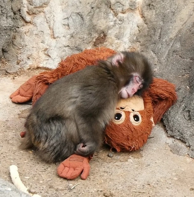 majmuncheto-od-japonija-stana-viralen-hit-so-igrachkata-orangutan-od-ikea-sega-site-takvi-igrachki-se-rasprodadeni-07.jpg
