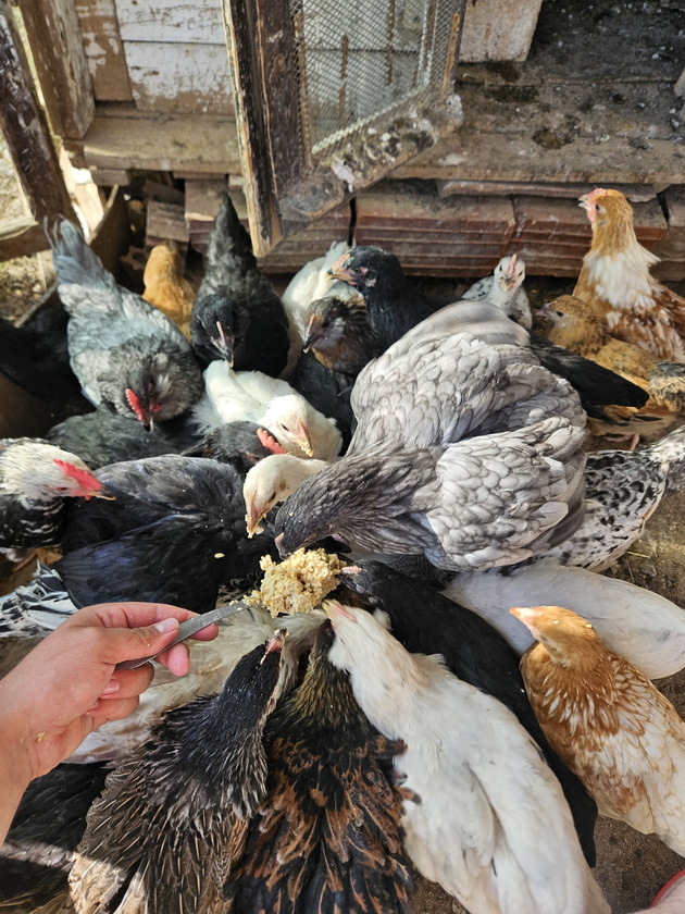 mario-21-od-bitola-uchi-fakultet-i-ima-farma-vo-selo-krklino-nosam-kozi-na-pasenje-sobiram-jajca-od-kokoshkite-06.jpg