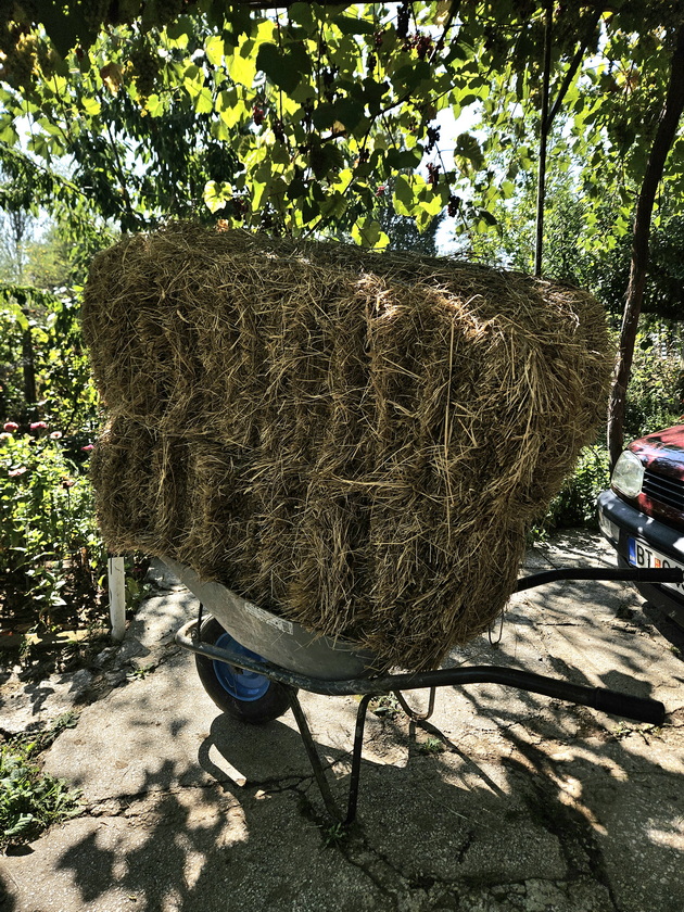 mario-21-od-bitola-uchi-fakultet-i-ima-farma-vo-selo-krklino-nosam-kozi-na-pasenje-sobiram-jajca-od-kokoshkite-10.jpg