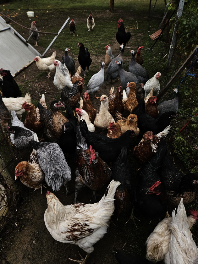 mario-21-od-bitola-uchi-fakultet-i-ima-farma-vo-selo-krklino-nosam-kozi-na-pasenje-sobiram-jajca-od-kokoshkite-21.jpg