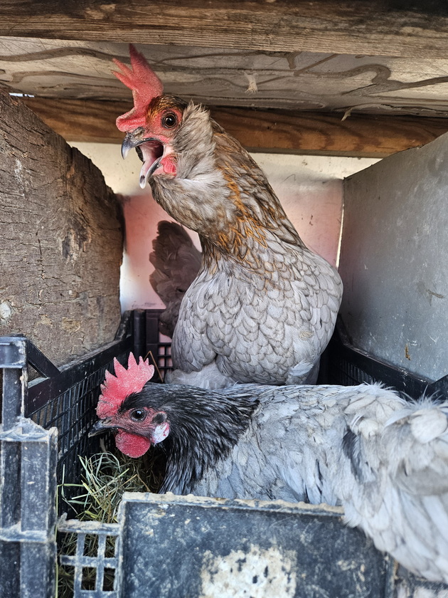 mario-21-od-bitola-uchi-fakultet-i-ima-farma-vo-selo-krklino-nosam-kozi-na-pasenje-sobiram-jajca-od-kokoshkite-35.jpg