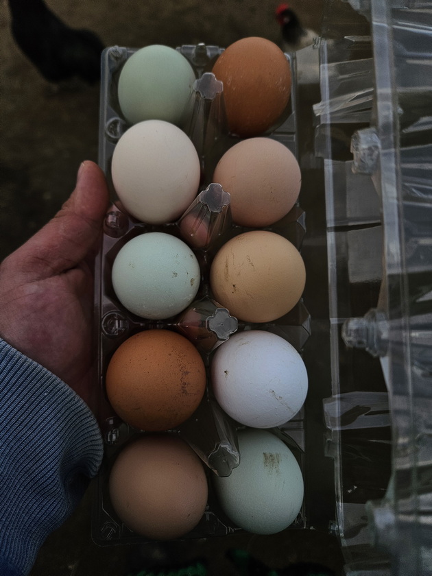 mario-21-od-bitola-uchi-fakultet-i-ima-farma-vo-selo-krklino-nosam-kozi-na-pasenje-sobiram-jajca-od-kokoshkite-40.jpg