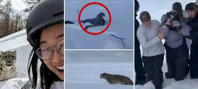 voznemiruvachko-turistka-na-skijanje-sakala-da-si-napravi-selfi-so-leopard-i-go-iskasal-liceto-01povekje.jpg