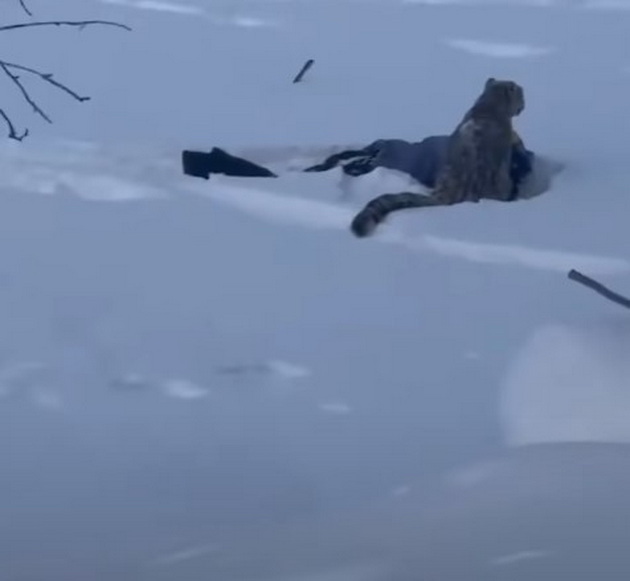 voznemiruvachko-turistka-na-skijanje-sakala-da-si-napravi-selfi-so-leopard-i-go-iskasal-liceto-02.jpg
