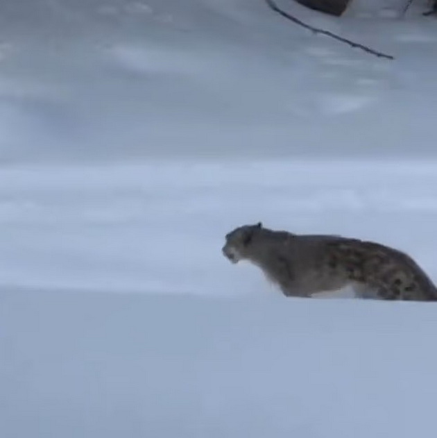 voznemiruvachko-turistka-na-skijanje-sakala-da-si-napravi-selfi-so-leopard-i-go-iskasal-liceto-08.jpg