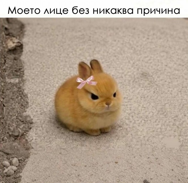 smeshna-kompilacija-meminja-vo-koja-kje-se-pronajde-sekoja-zhena-02.jpg