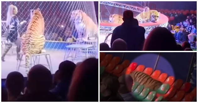 dramatichna-sluchka-vo-cirkuz-vo-rusija-tigar-izleze-od-mrezha-i-prosheta-niz-publikata-video-01.jpg