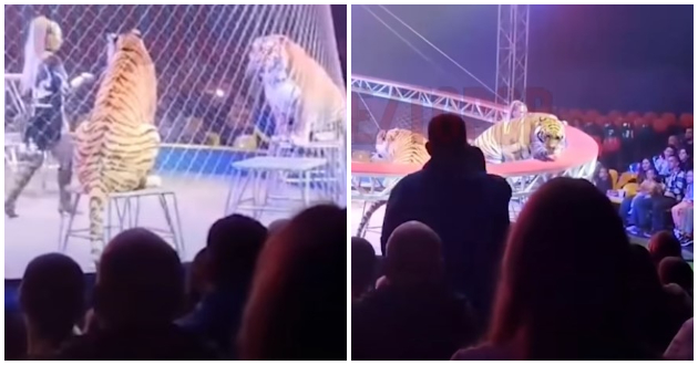 dramatichna-sluchka-vo-cirkuz-vo-rusija-tigar-izleze-od-mrezha-i-prosheta-niz-publikata-video-02.jpg