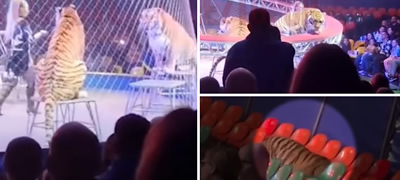 dramatichna-sluchka-vo-cirkuz-vo-rusija-tigar-izleze-od-mrezha-i-prosheta-niz-publikata-video-povekje01.jpg