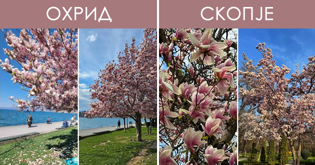 magichna-gletka-rascvetaa-magnoliite-vo-ohrid-i-skopje-foto-01.jpg