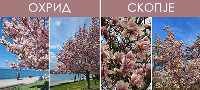 magichna-gletka-rascvetaa-magnoliite-vo-ohrid-i-skopje-foto-01povekje.jpg