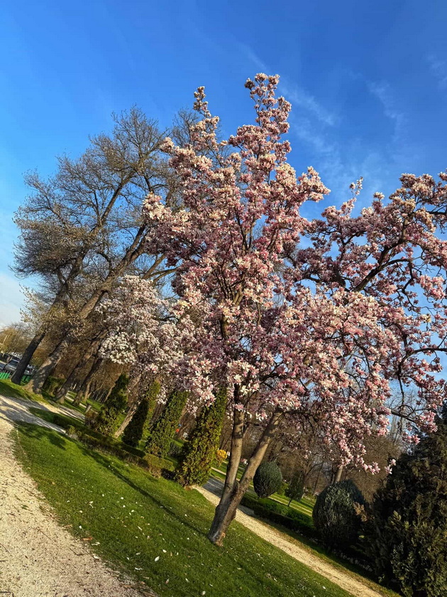 magichna-gletka-rascvetaa-magnoliite-vo-ohrid-i-skopje-foto-02.jpg