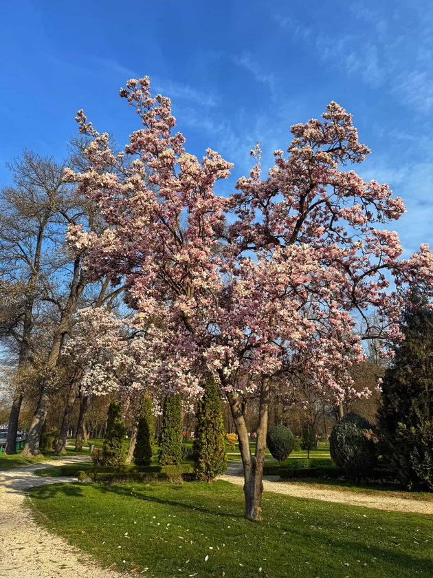 magichna-gletka-rascvetaa-magnoliite-vo-ohrid-i-skopje-foto-03.jpg